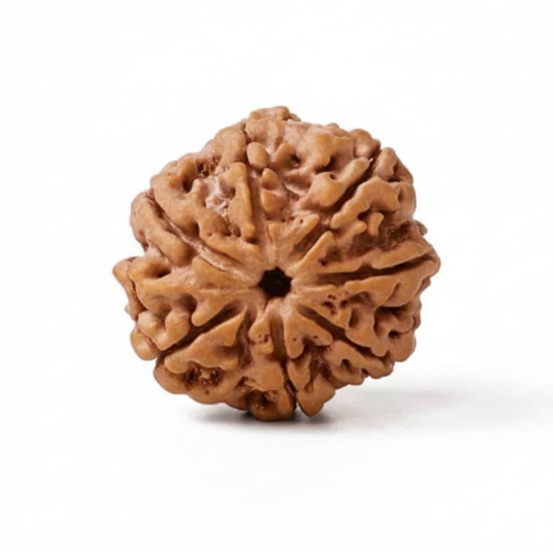 Nepal Origin 7 Mukhi Rudraksha